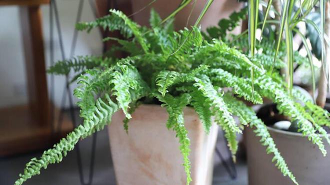 8-Ak merdiveni<br>  Ereltiotu olarak da bilinen ak merdiveni, i mekanlarda deterjan ve temizleyicilerin neden olduu uucu organik bileiklerden kurtulmak iin birebirdir. Yln her dnemi yeil kalan bu bitki scak ve nemli ortamlar sever. Bulunduu ortamdaki nemi dengeleyerek rahat bir nefes almanz da salar.