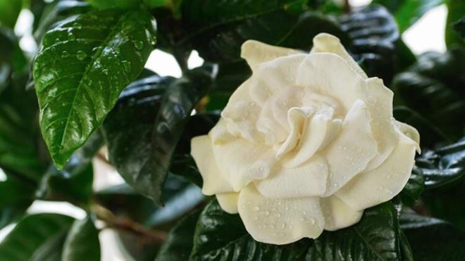 7. Gardenya<br>  Gardenya, ok farkl eitte koku skalasna sahiptirler. Kokusu, parfm ve esans yapmnda ok sk kullanlmaktadr. Bununla birlikte yaplan almalara gre uykuyu tetikleyen zelliklere sahip olduu da kantlanmtr.