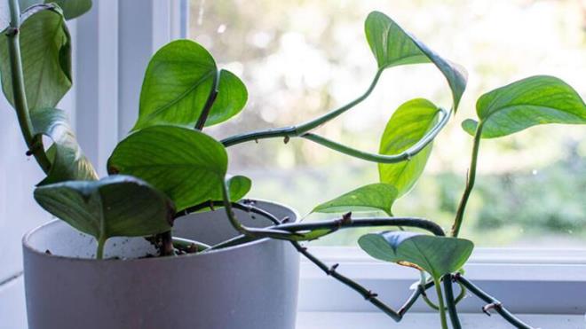 6. eytan sarma<br>  Yatak odanzdaki toksinleri temizleyerek daha ferah bir ortam sunar. Havadaki formaldehit ve baz kimyasallarn giderilmesi iin en iyi bitkilerden biridir. Bitki bakm konusunda baarsz olanlar iin de uygundur ve hatta ara sra sulamay unuttuunuzda bile bu durumu tolere edebilir.