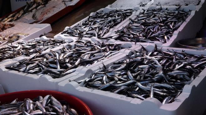 ''GZEL VE TAZE HAMS 40 LRAYA SATILIYOR''  <br>  Balk Ahmet oalm ise ?Bu sezon hamsi av erken balad ama gzel hamsiler geldi tezgahlara. Bol miktarda avland hamsi. 10 liraya kadar fiyat dmt ama u an hava artlarndan dolay hamside bir kaybolma sz konusu. Gzel ve taze hamsi 40 liraya satlyor. oklanm hamsiler var onlar da 20 ile 30 lira arasnda satlyor'' dedi.