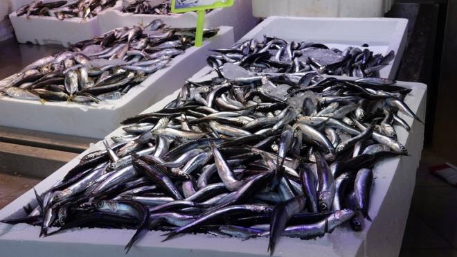 Deniz suyu scaklnn mevsim normallerinin zerinde seyretmesiyle Karadeniz'deki srleri, daha souk olan Grcistan ve Rusya kylarna ynelince sezon banda bolca avlanan ve balklarn yzn gldren hamsi, erkenden azalmaya balad.