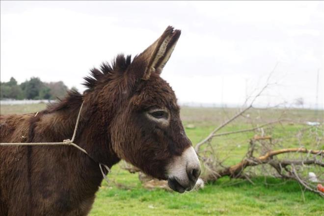 "Sahipli eein bykba hayvan kabul edilebileceine" hkmeden Yargtay, eek almaktan yarglanan ocua "byk veya kkba hayvan hakknda hrszlk" suundan ceza verilmesini onad.    Karara gre bir ocuk hakknda, 2015 ylnda gndz vakti, aln nnde bal sahipli eei ald sulamasyla dava ald.