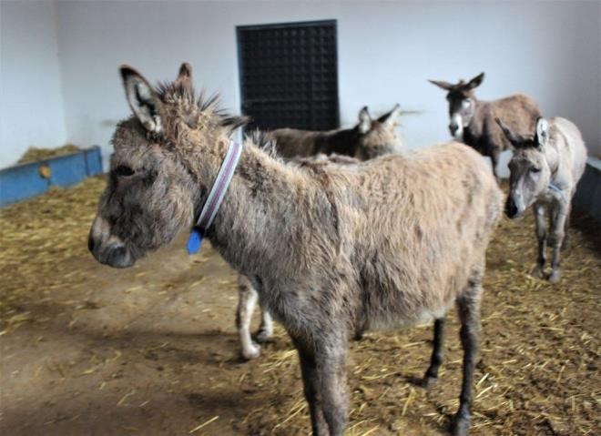 Dairenin kararnda eek, tavan ve benzeri hayvanlarn byk veya kkba hayvan saylp saylamayacann tartmal olduuna dikkati ekilerek, ncelikle eein bykba hayvan olup olmadnn akla kavuturulmas gerektii belirtildi.