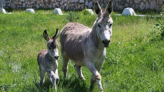 Yerel mahkeme, yarglama sonucunda eylemin Trk Ceza Kanunu'nun (TCK) "nitelikli hrszla" ilikin "byk veya kkba hayvan hakknda hrszlk" suu kapsamnda olduuna hkmederek, takdiri indirimle sua srklenen ocua 2 yl 1 ay ceza verdi.