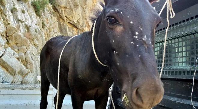 Dosya, temyiz incelemesi iin Yargtay 6. Ceza Dairesine geldi.