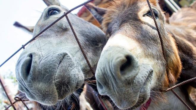 Baz yorumcularn, yrrlkten kaldrlm olsa bile "deve, at, eek, katr, manda, sr ve yavrularnn bykba; koyun ve kei ile yavrularnn ise kkba hayvan" kabul edildii 5617 Sayl "Hayvan Hrszlnn Men'i Hakknda Kanun"a; bazlarnn ise "Sr, manda, at, deve, devekuu ve domuz bykba; koyun, kei ve tavan ise kkba hayvandr" hkm bulunan "Et ve Et rnleri retim Tesislerinin alma ve Denetleme Usul ve Esaslarna Dair Ynetmelik" uyarnca deerlendirme yaplmas gerektiini savunduklar kaydedilen grte, yle denildi: