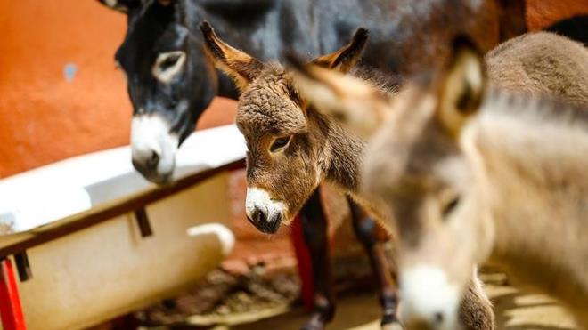 "Dairemizin ounluu 5617 sayl kanun yrrlkten kaldrlmsa da 5237 sayl TCK'de de byk veya kkba hayvann alnmas fiili, daha ar cezay gerektiren nitelikli hal olarak kabul edildiinden sahipli eein bykba hayvan olarak kabul edilmesinin daha isabetli olaca grndedir. Bu aklamalardan sonra, 12 Nisan 2015 tarihinde, gndz vakti, aln nnde bal olan sahipli eein alnmas fiilinin, TCK'nn 142/2-g bendi kapsamndaki nitelikli hrszlk olarak nitelendirilmesinde hukuka aykr bir cihet bulunmad deerlendirilmitir."    Daire, sua srklenen ocua takdiri indirimin ardndan TCK'deki "bykba veya kkba hayvan hakknda hrszlk" suundan verilen 2 yl 1 ay hapis cezasnn onanmasn kararlatrd.
