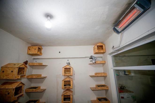 Batmaz, oteli amadan nce bu kadar talep olacan dnmediklerini ifade ederek, "nsanlarn hayvan sevgisinin bu kadar byk olacan tahmin etmedik. Gvercini olanlar yer bulamad iin bize bavuruyor. Biz de isterse daire isterse de oda veriyoruz. Odann tm dzenlemesini istee gre yapyoruz." diye konutu.