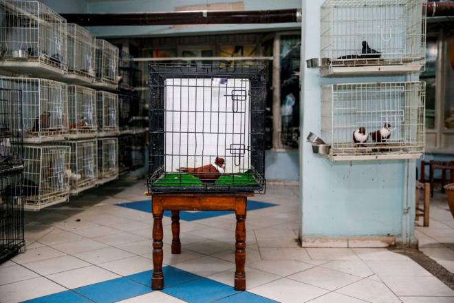 Yaklak 25 yldr gvercin beslediini, gvercinlerin enerji verdiini, onlarla ilgilenirken stresten uzaklatklarn dile getiren Batmaz, "Diyarbakr'da arkadalarmz daha nce damlarda, avluda ve arazilerde gvercin besliyordu. u an o ortamlar olmad iin Gvercin Oteli'nde yer tutuyorlar. Burada hem damda hem de odalarda gvercinlerini besleyebiliyorlar." dedi.