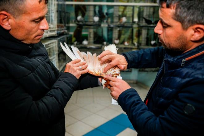 Otelde gzellik yarmalar gibi farkl etkinlikler de dzenlediklerini aktaran Batmaz, bu etkinliklerde gvercin merakllarnn da kaynatn kaydetti.