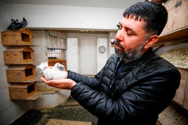 Gvercin merakllarndan Abdullah Yaman da 20 yldr gvercin beslediini belirtti.    Gemite evinin damnda gvercin beslemeye altn ancak apartmanlarda bunun imkansz hale geldiini dile getiren Yaman, alan Gvercin Oteli'nde bir oda kiraladn syledi.    Yaman, 40 gvercini ile iinden dolay oteldeki grevlilerin ilgilendiini, aylk giderlerinin 1000 lira civarnda olduunu anlatt.    "K aylarnda yumurtalar souyor, gvercinler de souktan donuyordu. Burada stma sistemi olduu iin kn da yavru alabiliyoruz. Buras hem gvercinler hem de bizim iin iyi oldu." diyen Yaman, gnn belirli saatlerinde gelip, gvercinler ile stres attn kaydetti.