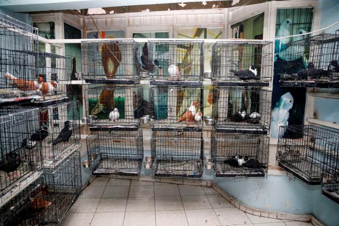 Merkez Balar ilesinde gvercin merakllar iin 2014 ylnda kurulan "Gvercin Oteli", 7 ylda binlerce gvercine ev sahiplii yapt.