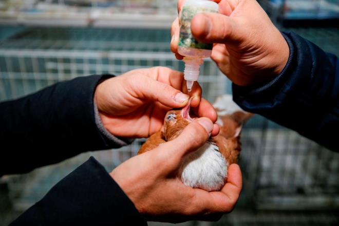 Batmaz, "K aylarnda talep daha fazla oluyor. O nedenle bu otelde yer bulmak ayrcalkl oluyor ve talep artt iin yer bulunamyor. K aylarnda gvercinlerin bakm da zor oluyor. Bakm iin farkl yemler veriyoruz, snmalar iin soba kuruyoruz. Onlar stmak iin elektrik sobalarndan odun sobasna kadar her trl stma sistemini kuruyoruz." ifadelerini kulland.