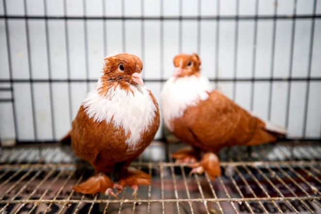Oteldeki 100 odann tamamnn dolduunu dile getiren Batmaz, yle konutu:    "u an en az 100 kii de srada var. Gvercinlere daha gzel ve sistemli bir ortam hazrlamak iin projemiz hazr. Gvercinler en gzel yerlere layk. Elimizden geldiince onlara en gzel ekilde bakacaz. Gvercinlerin k bakm ok farkl. Vitamin, yem ve soba gibi hizmetleri en st dzeyde yapyoruz. Masraf ok olmasna ramen onlara olan sevgimiz masraf ikinci planda brakyor. Gnlk en az 10 bin lira masraf gidiyor. Kn elektrik faturas ok fazla geliyor. Tm odalarda stma sistemi var."