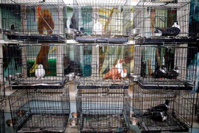 Otel yneticisi Mehmet Batmaz,Diyarbakrllarn gvercin sevdasnn kendilerine de alandn syledi.