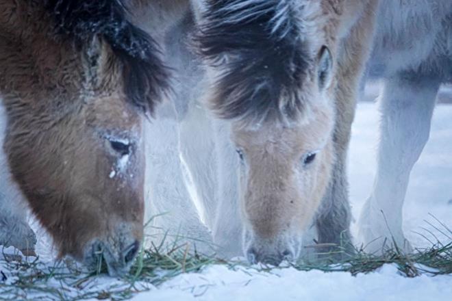 Rusya`nn kuzeydousunda bir ky olan Oymyakon'un Dnya zerindeki en souk insan yerleimi olduu dnlyor.