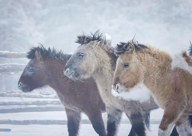 Blgede yerli bir at rk olan Yakut atlarnn ar souklardan dolay zerinde beyaz bir tabaka olutuu grld.