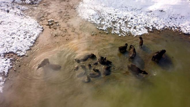 Hava scaklnn sfr altnda 20 derece olduu blgede mandalarla kaplcaya giren genler, scak suda elenirken, evredekiler de merakla takip ediyor.