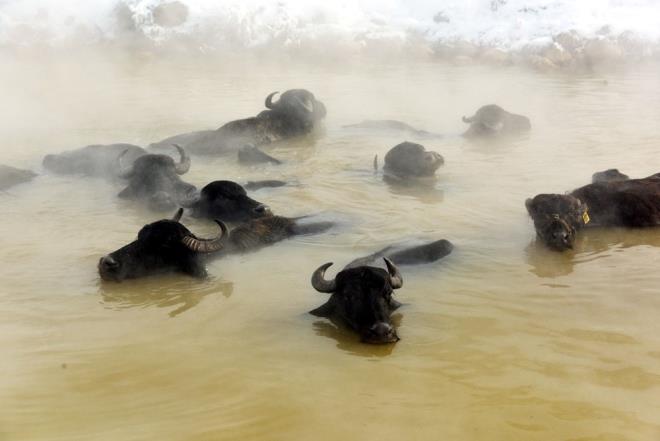 Blgedeki manda sahipleri, sk sk scak suyu seven mandalaryla kaplcann yolunu tutuyor.