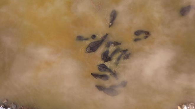 Genler, su scaklnn 35- 40 derece olduu kaplcada hayvanlar ile yzmenin keyfini karyor.    Mandalarn dzenli olarak scak suya getiren Muhammed Tren, kaplcann hayvanlarna iyi geldiini syledi.