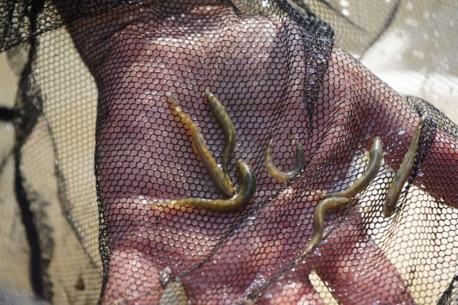 Do. Dr. Kaya, "Gerekten ok mutluluk verici bir and. Bundan sonraki amacmz bu bal koruyup, gelecek nesillere aktarabilmek. nk ok dar bir alanda yayor, kritik dzeyde bir balk, dnya rgtleri tarafndan krmz listeye alnm bir balktan bahsediyoruz. Bu bal korumak iin blgede farkndalk almalar yapmay planladk. u anda da blgedeyiz" dedi.