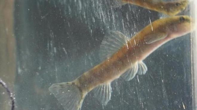 19 milyon 500 bin takipisine 7 dilde yayn yapan Mongabay gazetesinin haberini paylaan DiCaprio?nun paylam, Batman?da gnn konusu oldu.