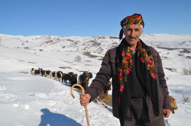 "KARA BATA IKA KYE VARDIK"    Omur, ?Mezrada yem kalmad iin hayvanlarmz yemlerin depoland kye gtrdk. Koyun srsyle 4-5 saat yol yrdk. Her yer kar ve baz yerlerde frtnadan kar kalnl yksekti, koyunlarla kar zerinde ile eke eke geldik. Kara bata ka kye vardk" dedi.
