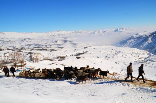 Sr sahibi Eyp Omur ile obanlar, kpekler eliinde sr 6 kilometre mesafedeki kye ulamak zere yola kt.