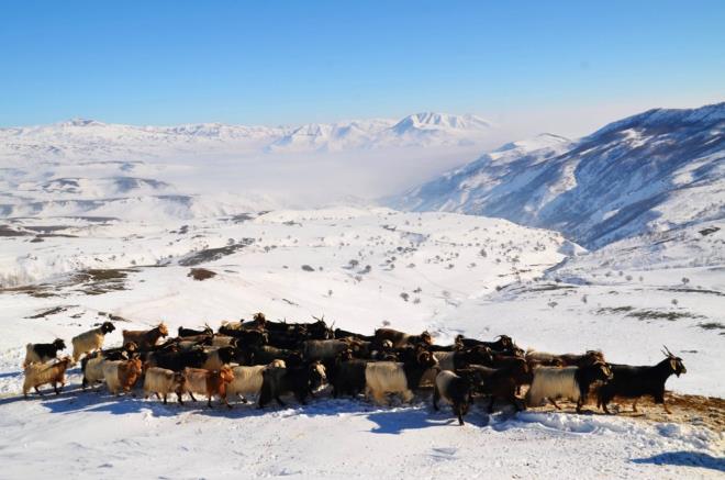 Ky ierisindeki ahr nlerinde bulunan ahap yemliklere akn eden keiler, burada beslenme ihtiyacn giderdi.