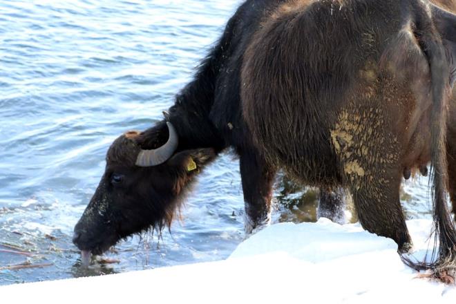 ?ET VE STNN FA OLDUU SYLENYOR?    Mandalar gle getiren eyma Beyazsu, "Mandalarn st ve yourdu ok lezzetli, et ve stnn ifa olduu da syleniyor. Mandalar fazla otla beslemiyoruz. Glde yosunla besleniyorlar. Her gn sabah 09.00'da brakyoruz, akam 17. 00'ye kadar glde kalyorlar" dedi.