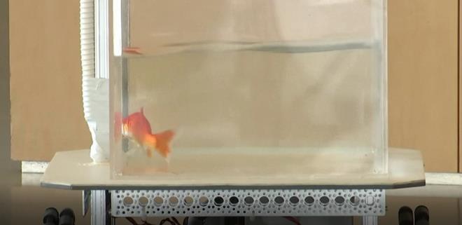 "DNYADAK TEK AKILLI CANLI NSANLAR DEL"    Segev, "Biz insanlar kendimizi ok zel gryoruz ve oumuz balklarn  ilkel canllar olduunu dnyoruz. Bu doru deil. Bizden baka ok nemli ve ok akll canllar da var? dedi.