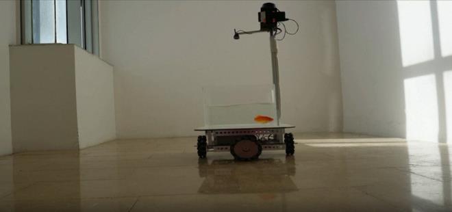 Kendi almasnda, farelere oyuncak araba srmeyi reten Lambert, ?Japon balklarna karasal arazilerde gezinmeyi retmek, hayvan sr deneylerini bir sonraki seviyeye tayor. Sudan km balk fikrini sevdim? deerlendirmesinde bulundu.