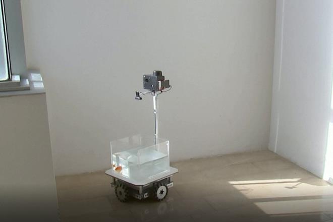 "BAZILAR DAHA Y SRC"    Biyoloji profesr ve sinirbilimci Ronen Segev, baz Japon balklarnn dierlerinden daha iyi src olduunu belirterek, "Arac mkemmel bir ekilde kontrol edebilen ok iyi balklar vard. Ancaki sr konusunda daha az yetkin olan vasat balklar da grdk? dedi.