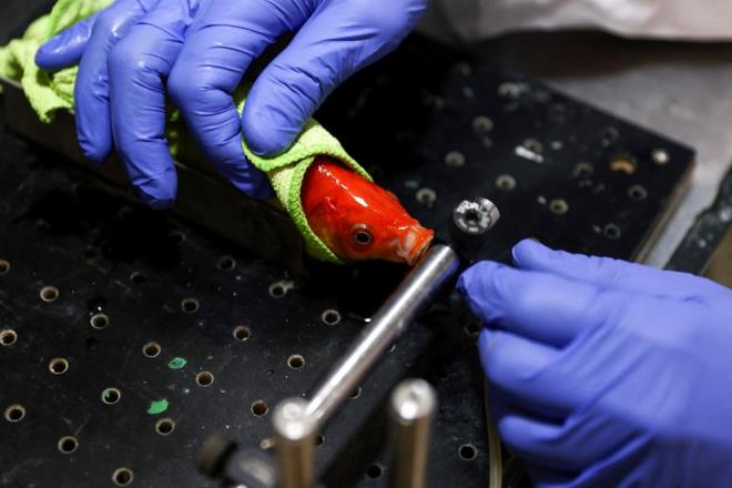 Dier taraftan, bilim insanlar bir baln, doal su ortamnn dnda gezinmek iin bilisel yetenee sahip olduunun anlalmasnn, hayvanlarn temel navigasyon becerilerine ilikin bilimsel bilgileri genileteceini vurgulad.