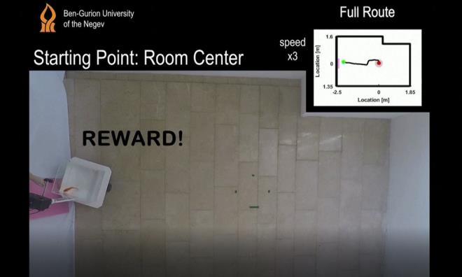 te yandan almaya dahil olmayan ABD?de Richmond niversitesi?nden davransal sinirbilimci Kelly Lambert, balklarn sr yeteneinin kendisini tamamen artmadn syledi.