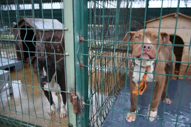 Bu kurala uymayanlara 11 bin, hayvanlar sokaa terk edenlere ise 30 bin lira idari para cezas kesilecek. Edirne'de uygulama tarihinin yaklamasyla birlikte ounluu pitbull cinsi olan yasakl rk kpekler sokaa terk edilmeye baland.