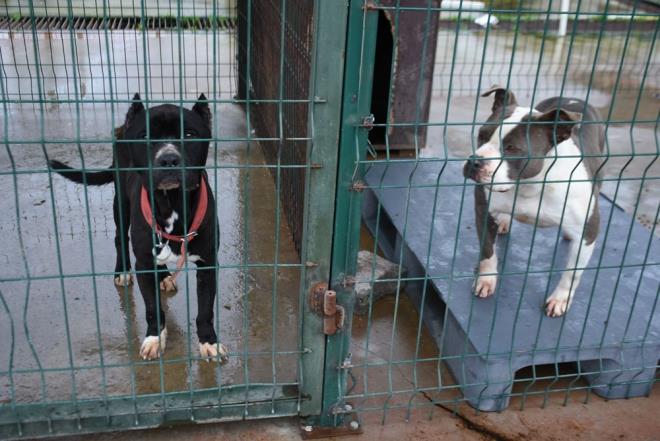 "KAPASTEY ARTIRMA ALIMALARINA BALADIK"    Barnaklarn kapasitesini neredeyse dolduracak ekilde yasakl rklarn gelmeye baladn belirten Barlas, "Bu hayvanlarn bakmlar da zor, bizler iin farkl bir sre oldu. Gelen kpeklerin artmasndan dolay yasakl rk blmnde kapasiteyi artrma almalarna baladk. Youn bir ekilde terk edilmi yasakl rk var" diye konutu.