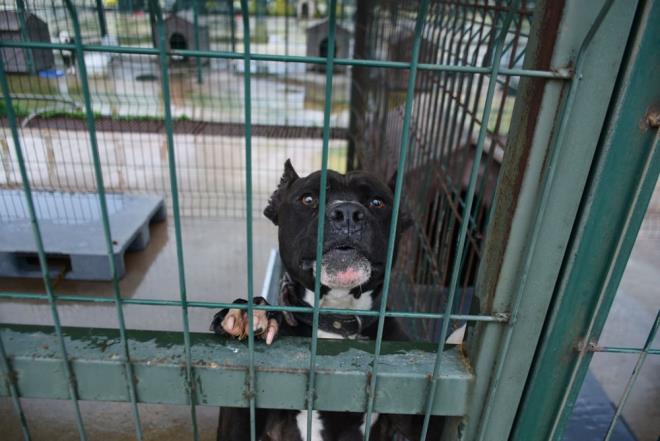 Sokaa terk edilen bu kpekler, vatandan ihbar ile belediye ekiplerince bulunduu yerden alnarak, Edirne Belediyesi Geici Hayvan Bakmevi ve Rehabilitasyon Merkezi'ne gtrlrken, merkezde son bir hafta iinde 'yasak rk' kpek says 19'dan 25'e ykseldi.