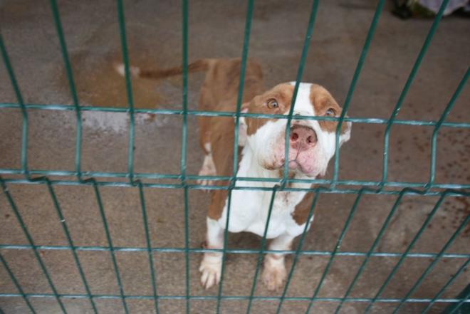 Tarm ve Orman Bakanl'nca ?yasakl rk? kpekler iin son ksrlatrma tarihi 14 Ocak 2022 olarak belirlendi.  'Hayvanlar Koruma Kanunu'na gre bu hayvanlar, veteriner kliniklerinde ksrlatrlacak ve mikroip taklacak.