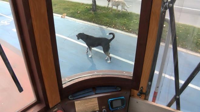 'Kara Tren? ad verilen ve zil sesiyle hareket eden tramvaya elik eden kpek, sokak kpeklerini yanatrmad tramvayn yannda sabahlyor. Vatman ekibi de maskotlar haline gelen kpei besleyip, bakmn yapyor.