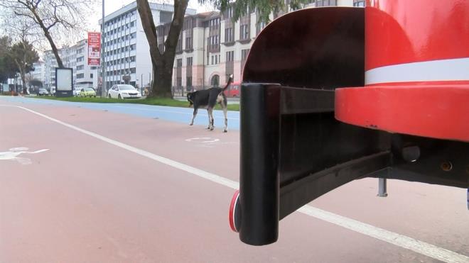 "TRAMVAYA BNMYOR, SADECE TAKP EDYOR"    Kpein tramvaya binmediini, sadece takip ettiini anlatan Yalnkaya, "Akam biz evimize gittikten sonra sabaha kadar tramvayn yannda bekliyor. Sabah geldiimiz zaman yine burada oluyor. Zilimizle birlikte bizimle hareket ediyor" dedi.