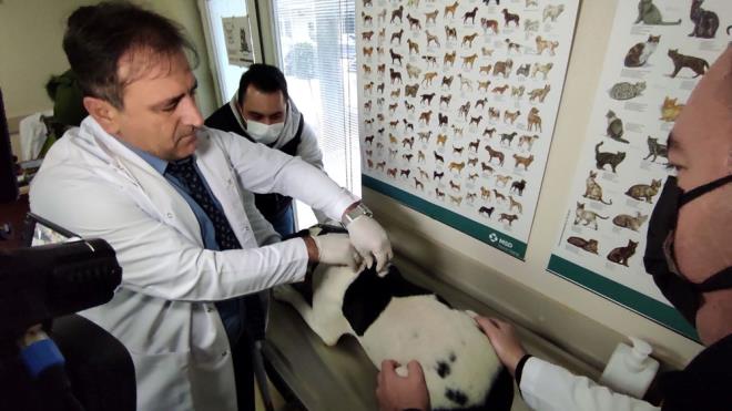 Tehlike arz eden trler olarak bilinen bu 6 rk kpein, sahiplerince belediyelerin hayvan bakmevlerinde veya zel veteriner kliniklerinde ksrlatrlarak, il ve ile tarm mdrlklerinde kayt altna alnmas iin verilen sre yarn sona eriyor.