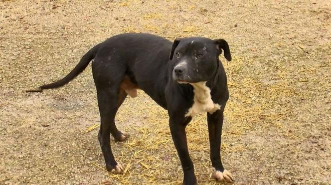 Ahmet Yavuz Karaca, "Bu rklar, yanl hayvan sahibinin eline getiinde gerekten ok kt bir silah haline gelebiliyor. Bundan dolay bu rklarn retilmesi, beslenmesi yasaklanmas ve bu tr zc hadiselerin tekrar olmamas. 14 Ocak'tan sonra eer bir kii kpeini ipletmediyse, sisteme kaydetmediyse, bu hayvana el konulup belediye bakmevlerine alnacak ve 15 bin lira civarnda da idari para cezas uygulanacak" deyi konutu. stanbul l Tarm ve Orman Mdr Karaca ayrca, iplenip, kaydettirilen yasakl rk kpeklerin sokakta azlkla gezdirilmesi gerektiinin altn izdi.