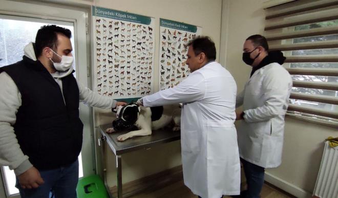 Getiimiz temmuz aynda yrrle giren Hayvanlar Koruma Kanunu ile Amerikan Pitbull Terrier, Japanese Tosa, Dogo Argentino, Fila Brasileiro, Tarm ve Orman Bakanlnn aralk aynda yaynlad genelgeyle de, bu tehlikeli kpek rklarna eklenen American Staffordshire Terrier ve American Bully'nin ksrlatrlp, kayt altna alnmas zorunlu hale geldi.