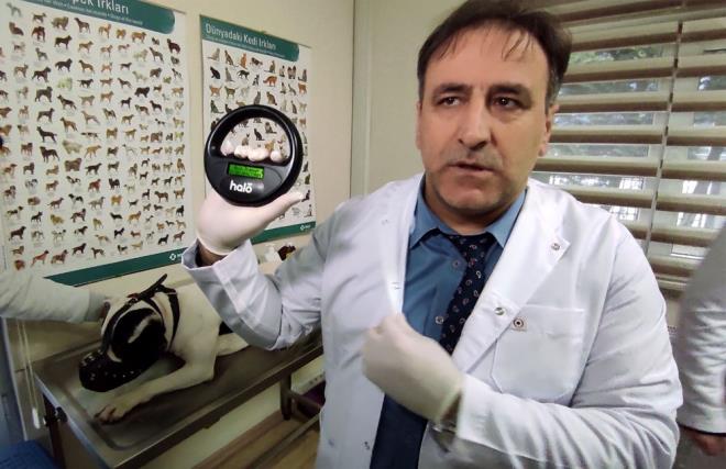 2 BN 500 YASAKLI IRK PLENP, KAYIT ALTINA ALINDI    stanbul'da imdiye kadar, yasakl rk olarak kabul edilen yaklak 2 bin 500 kpee ip taklarak dijital kimlik sahibi yapldn belirten stanbul l Tarm ve Orman Mdr Ahmet Yavuz Karaca, "Yasakl rklarn 14 Ocak'ta ipletip, kayt altna almalar gerekiyor. Ksrlatrmalar artyla tabii ki. nk bundan sonra bu rklarn retilmesi, beslenmesi yasak hale gelecek. Bunun yannda iki tane rk daha eklendi. Bu yeni rklarn da u an hamile olanlar ve doduktan sonra drt aylk sreleri beklenecei iin onlarda da 7 Haziran itibaryla sona erecek. u ana kadar iki bin yz civarnda yasakl rkn kaytlarn yapp PETVET sistemine girdik" dedi.