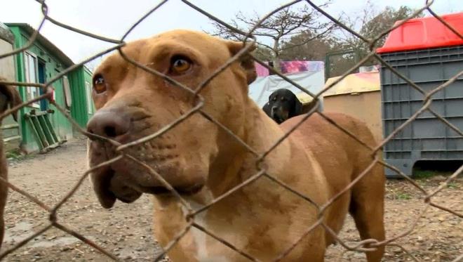 KAYIT ETTRLMEYEN KPEKLERE EL KONULUP, SAHBNE PARA CEZASI KESLECEK    Kathane le Tarm ve Orman Mdrlnde, sahibi tarafndan getirilen American Staffordshire Terrier'e ip takma ilemini bizzat gerekletiren Yavuz, ksrlatrma ve kayt altna almayla birlikte son gnlerde artan kpek saldrlarnn nne gemeyi hedeflediklerini ifade etti.