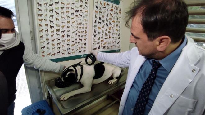 Bu rklar, yarndan sonra, kayt belgesi olmadan, tasmasz ve azlksz dolatrlamayacak, halkn youn bulunduu yerlere ve ocuk parklarna sokulmayacak.