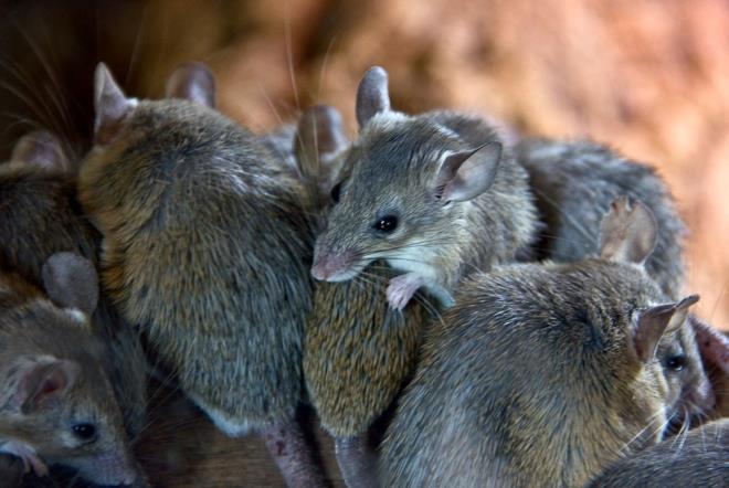in Bilimler Akademisi tarafndan yaplan yeni aratrmaya gre, corona virsn Omicron varyant (B.1.1.529) farelerde evrimleti ve insanlara geri srad.