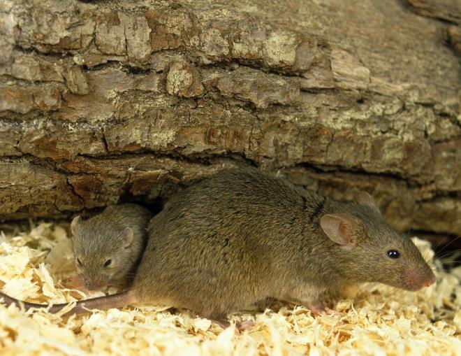 almann yazarlar, ?Bulgularmz Omicron'un atas olan B.1.1 ailesinden iki virsn  pandemi srasnda (muhtemelen 2020'nin ortalarnda) insanlardan farelere srad ve ters bir zoonotik olay yaadn kantlyor. Bu virsler, 2021'in sonlarnda insanlara geri dnmeden nce bir farede bir yldan fazla bir sre boyunca eitli mutasyonlar biriktirerek insanlara geri dnd? deerlendirmesinde bulundu.