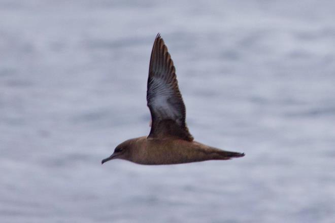 Soyu azalmakta olan ve okyanuslarda yaayan kl rengi yelkovan kuu, Hatay'da grlen 494. ku tr olarak kaytlara girdi.    Yeni gzlemlenen kl rengi yelkovan kuu, gmen kularn sna Mileyha Sulak Alan'nn bulunduu Samanda sahili aklarnda, ku gzlemcileri Emin Yourtcuolu, Murat Bozdoan ve Ahu lbeyi tarafndan grntlendi.